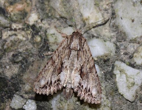 Réf. 240 020 : Apamea monoglypha